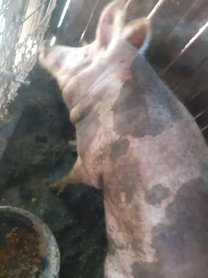 porci pentru sacrificat  - imagine 2