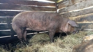 Scrofa de vanzare! Fara fatare! 