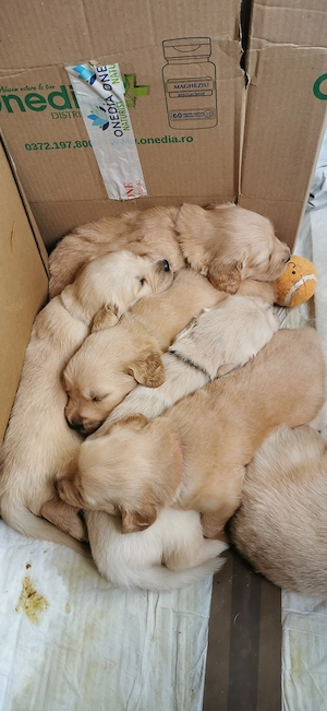 Puii Golden retriever  - imagine 2