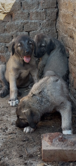 Femele Kangal  - imagine 2