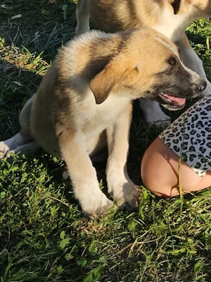 Catel, 3 luni, pentru adoptie - imagine 4