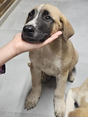Catel, 3 luni, pentru adoptie