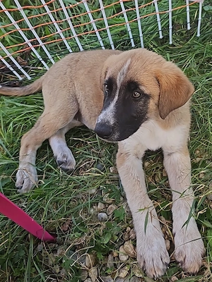 Catel, 3 luni, pentru adoptie - imagine 5