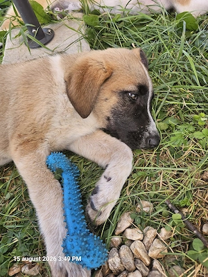 Catel, 3 luni, pentru adoptie - imagine 2