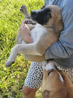 Catel, 3 luni, pentru adoptie - imagine 3