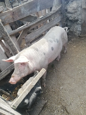 Porc de vinzare