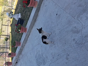 Donez catelusa de 3 ani ,