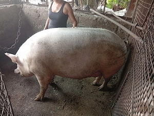 Vand porc de carne
