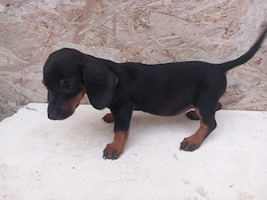 Căței teckel Arlechin maro negru (techel tekel dachshund)