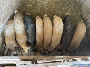 Purcei Mangalita originali 