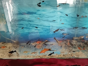 Vinzari acvariu