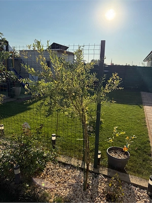 Salcii Salix