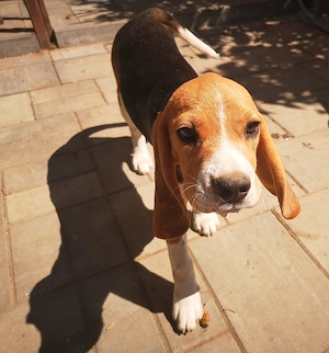 Doi căței rasa Beagle - București - imagine 2