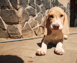 Doi căței rasa Beagle - București - imagine 4