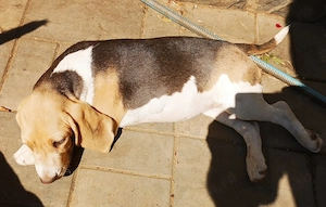 Doi căței rasa Beagle - București - imagine 3