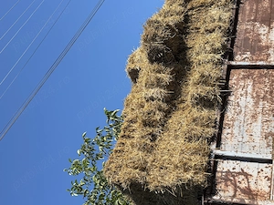 Vând baloți paie