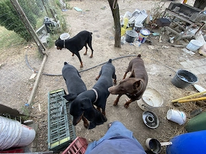 Vand mascul Doberman 1 An jumate  - imagine 4