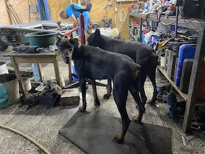 Vand mascul Doberman 1 An jumate  - imagine 3
