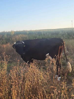 Vaca cu lapte
