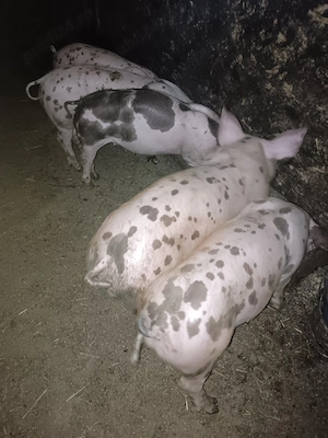 Vând purcei rasa Duroc 