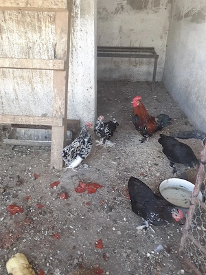 Gaini pitici mii de flori