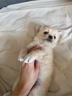    5 cățeluși adorabili își caută familii iubitoare!   