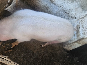 vand  porc 