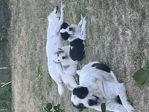 Doi copilași superbi