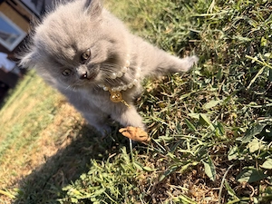 British shorthair Râmnicu Vâlcea  - imagine 5
