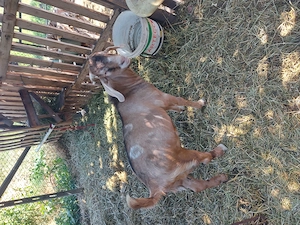 Vând țap Anglo Nubian din primăvară