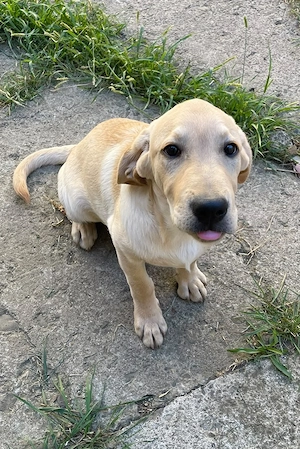 Cățel labrador de vânzare - imagine 2