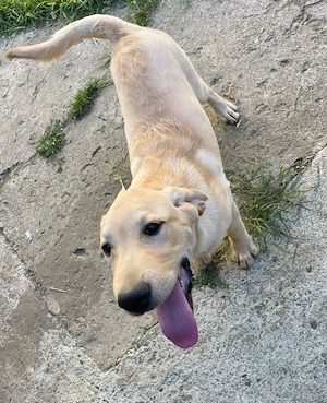 Cățel labrador de vânzare - imagine 5