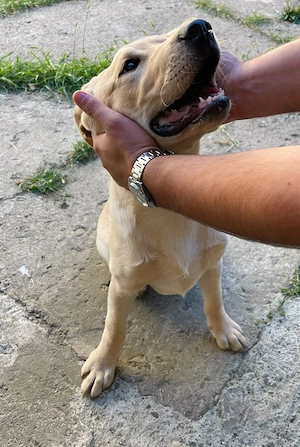 Cățel labrador de vânzare - imagine 3