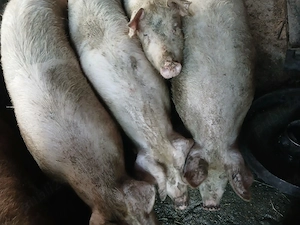 Vand porci