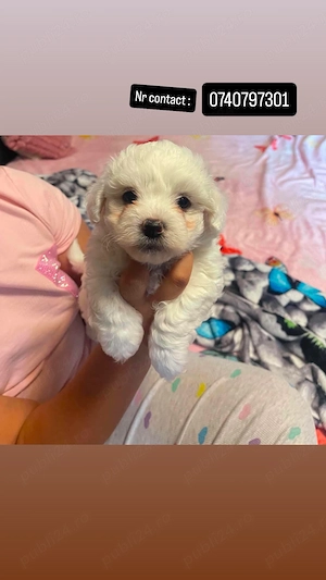 Vând pui bichon malteze  450lei