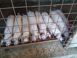 șoldanii de vânzare
