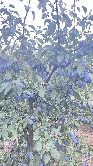 Prune de vanzare