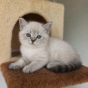 Ragdoll fetiță și baietel - imagine 3