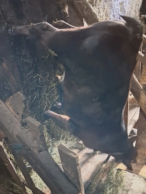 Vitel sugar de 5 luni , rasa angus - imagine 2