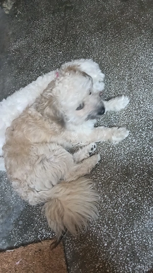 vand fetiță si băiat bichon malteze  - imagine 5