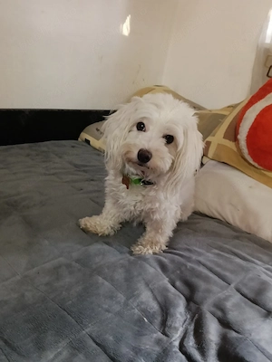 vand fetiță si băiat bichon malteze  - imagine 3
