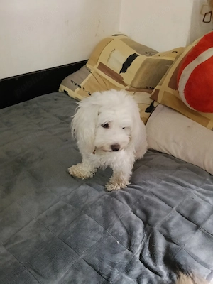 vand fetiță si băiat bichon malteze  - imagine 4