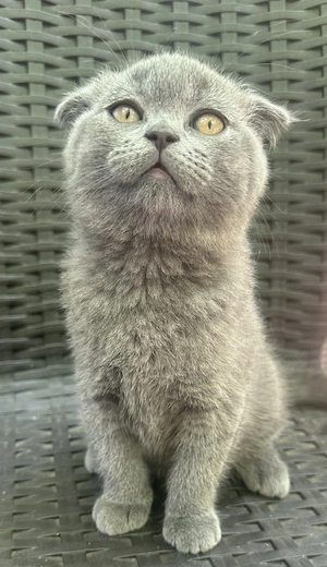 British shorthair Tata și fiu