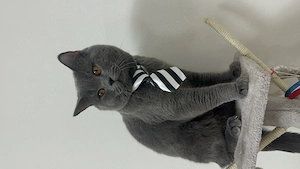 British shorthair superb - imagine 4