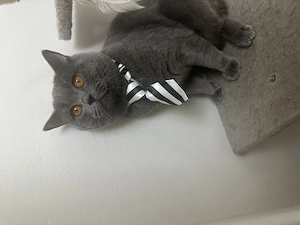 British shorthair Tata și fiu - imagine 5