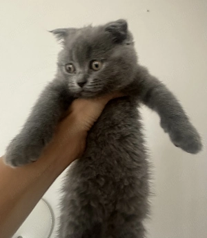 British shorthair Tata și fiu - imagine 2