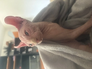 pisica sphynx elf