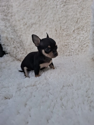 chihuahua mini toy - imagine 2