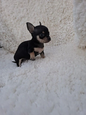 chihuahua mini toy - imagine 4