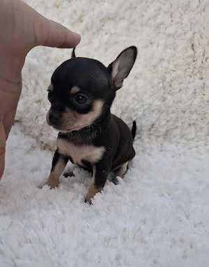 chihuahua mini toy - imagine 3